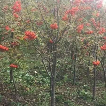 百花花楸