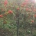 百花花楸