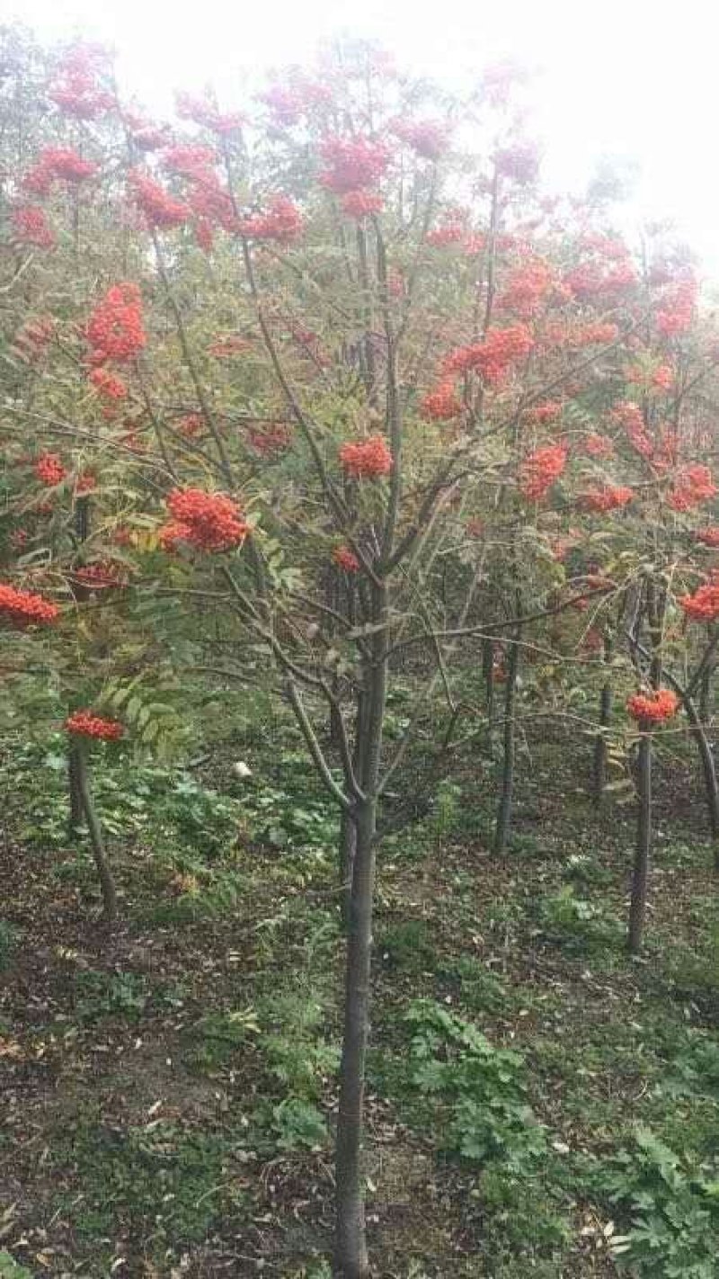 百花花楸