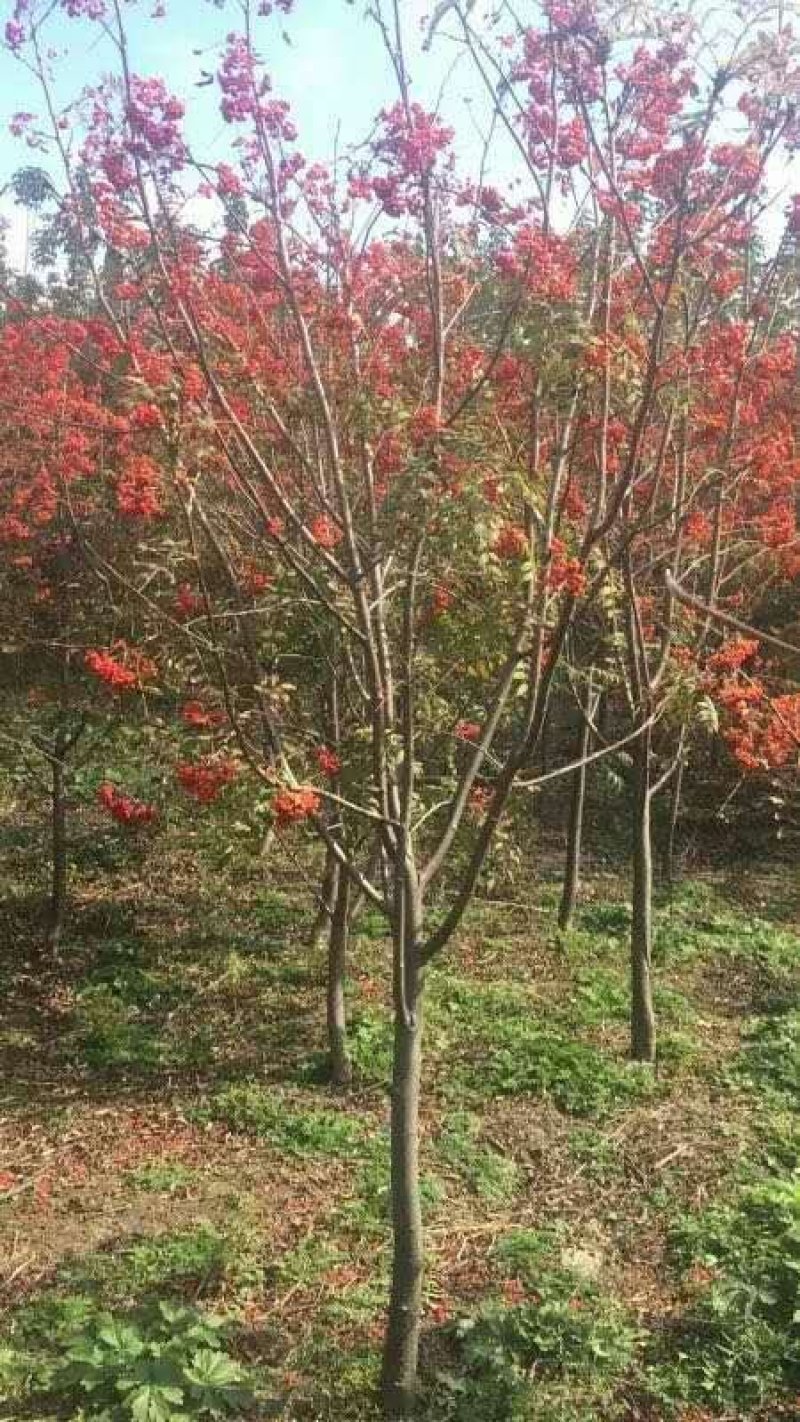 百花花楸