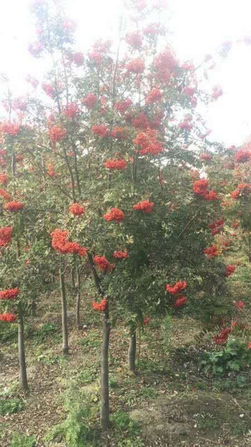 百花花楸