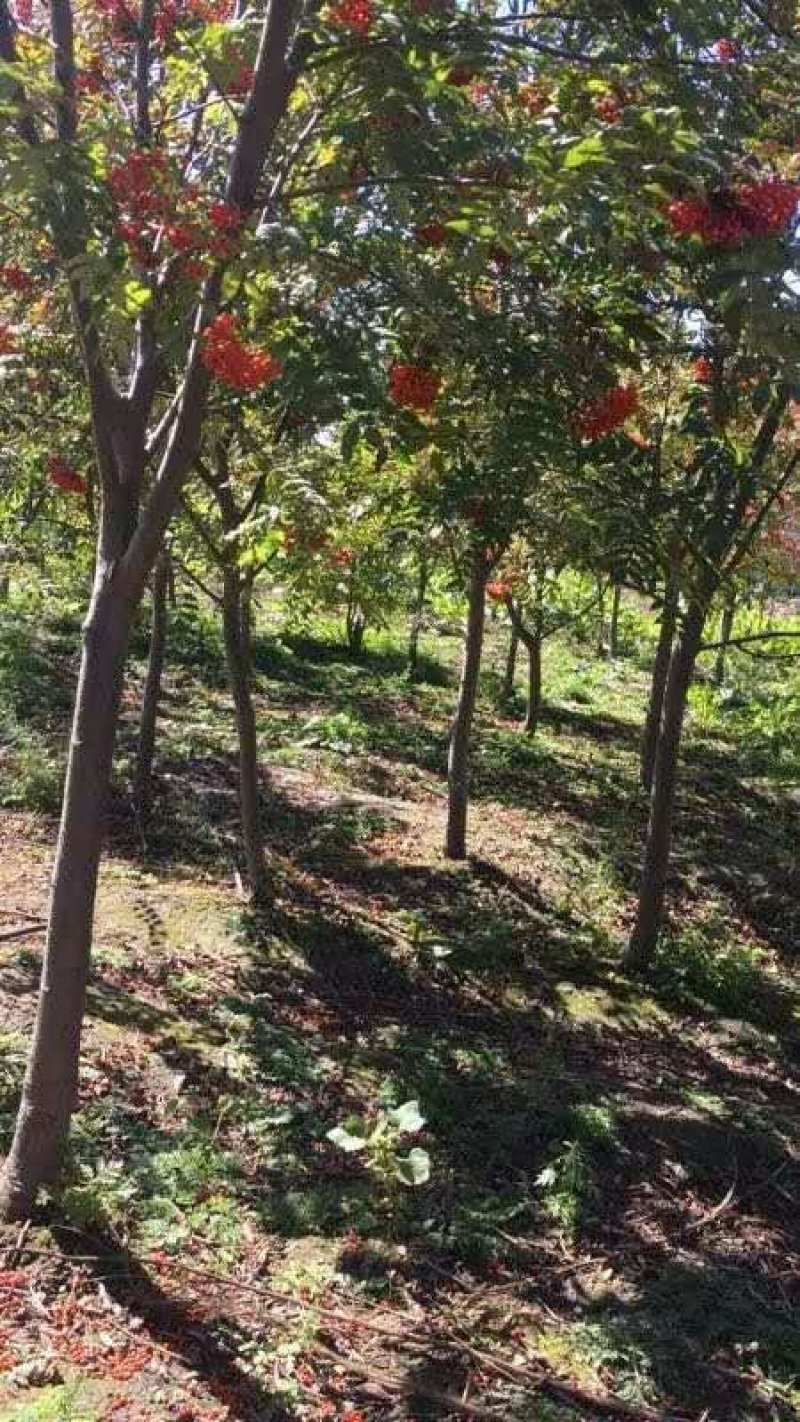 百花花楸