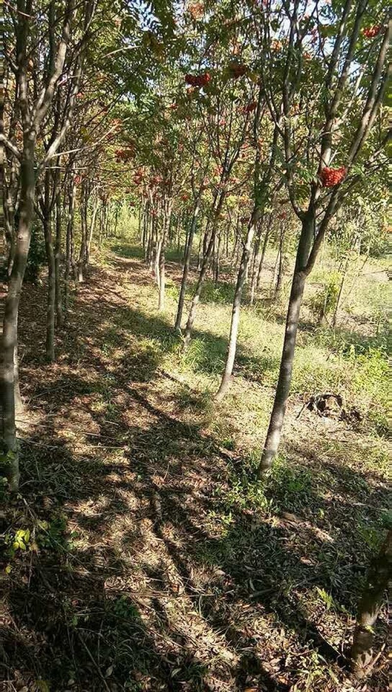百花花楸
