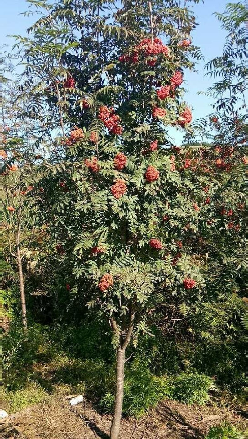百花花楸