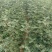 大红袍花椒苗，无刺花椒苗