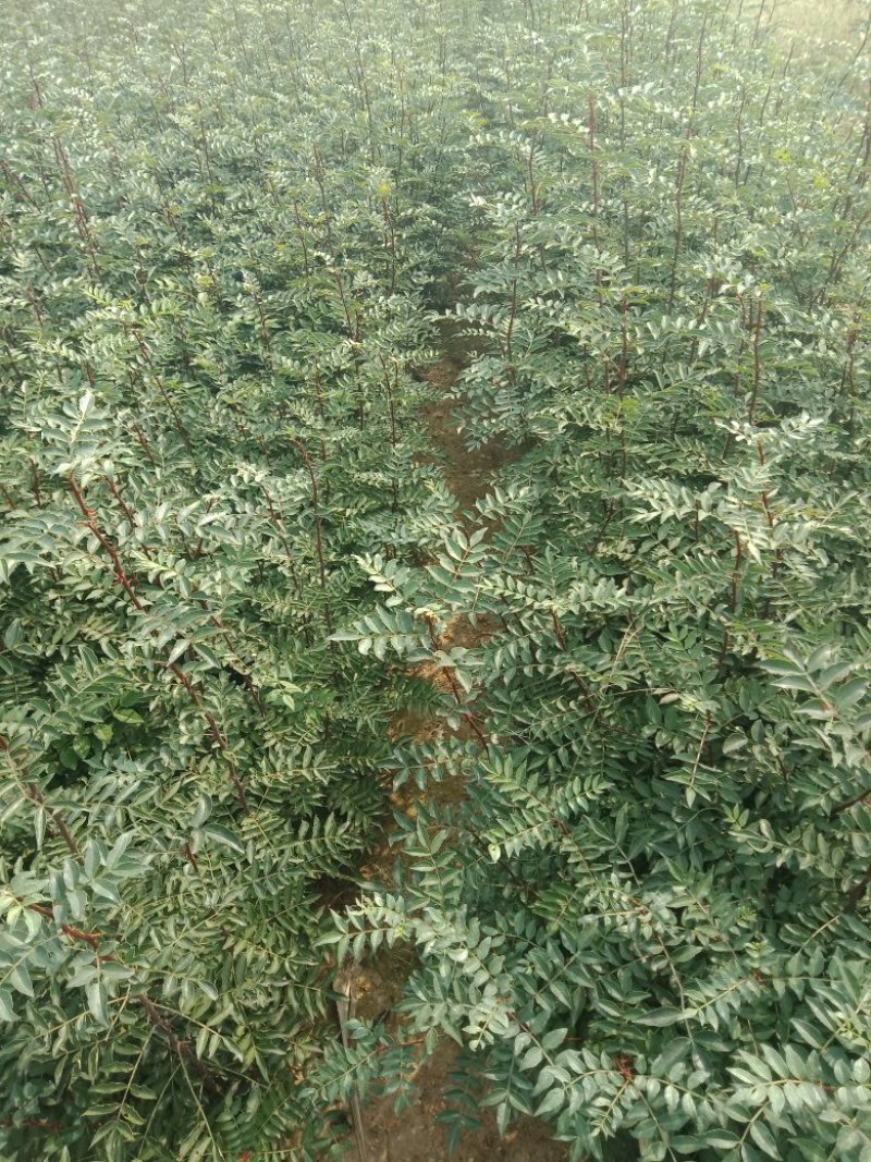 大红袍花椒苗，无刺花椒苗
