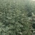 大红袍花椒苗，无刺花椒苗