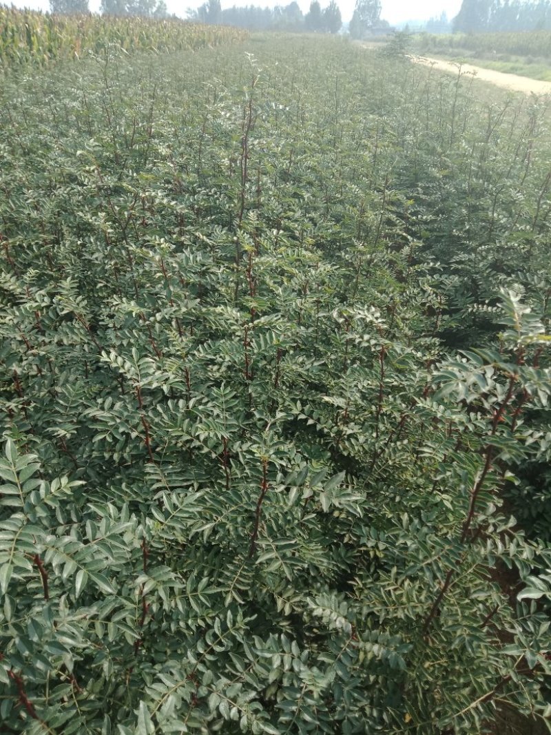 大红袍花椒苗，无刺花椒苗
