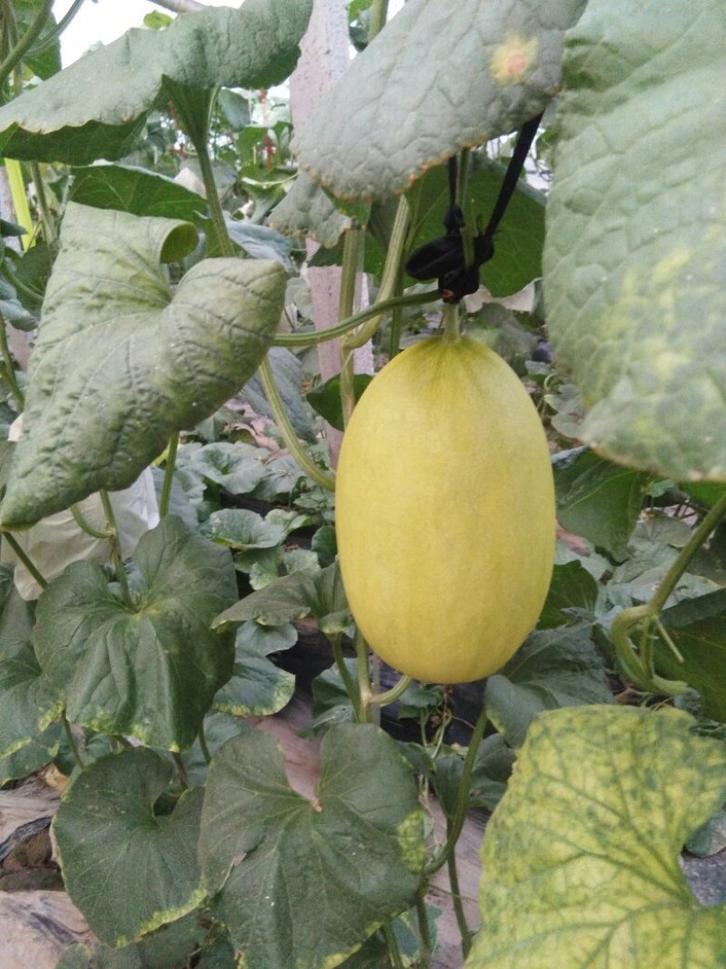金辉哈蜜瓜