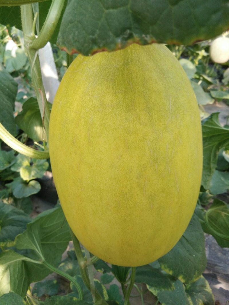 金辉哈蜜瓜