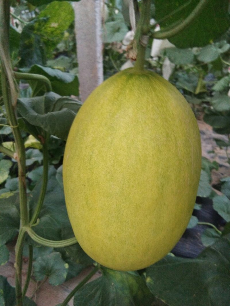 金辉哈蜜瓜