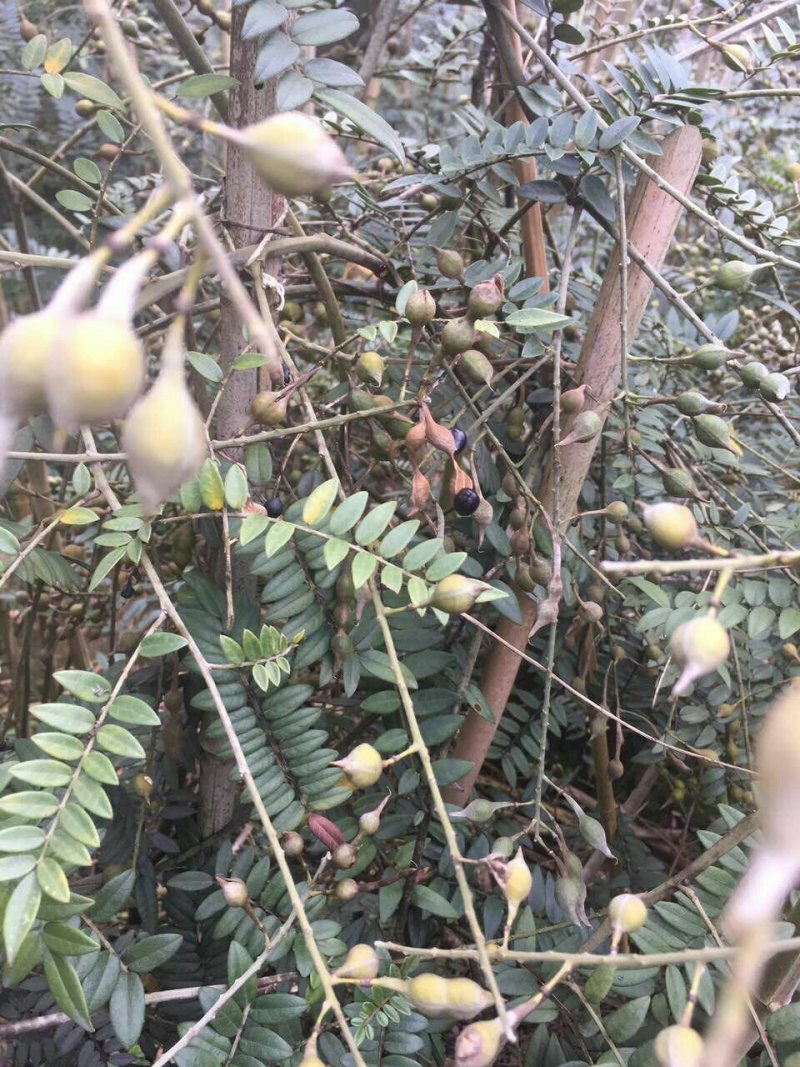 山豆根种子非常饱满，免费培训技术，你刚好需要，我正好有货