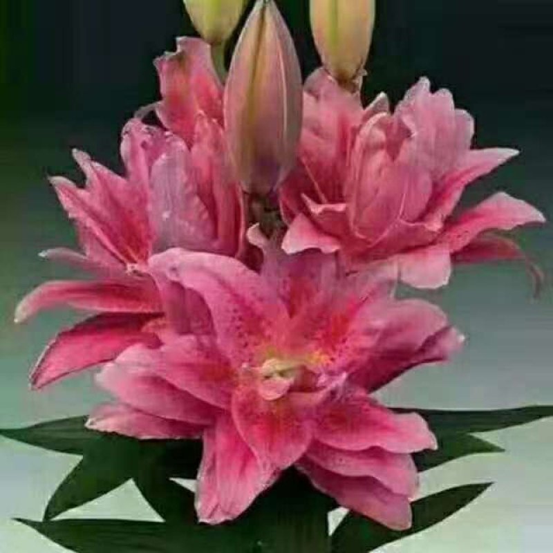 优质百合花