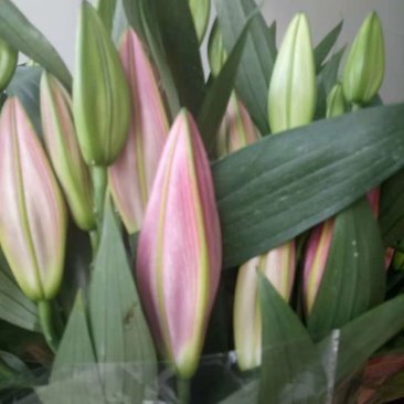 优质百合花
