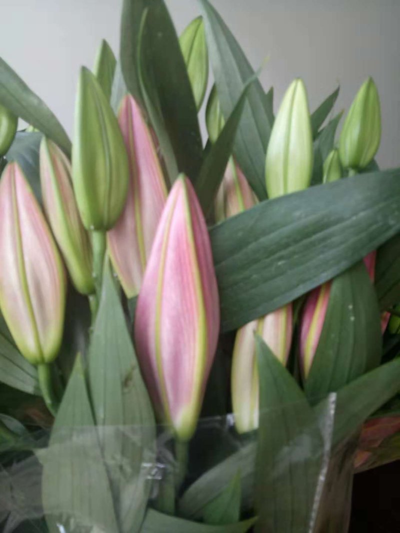 优质百合花