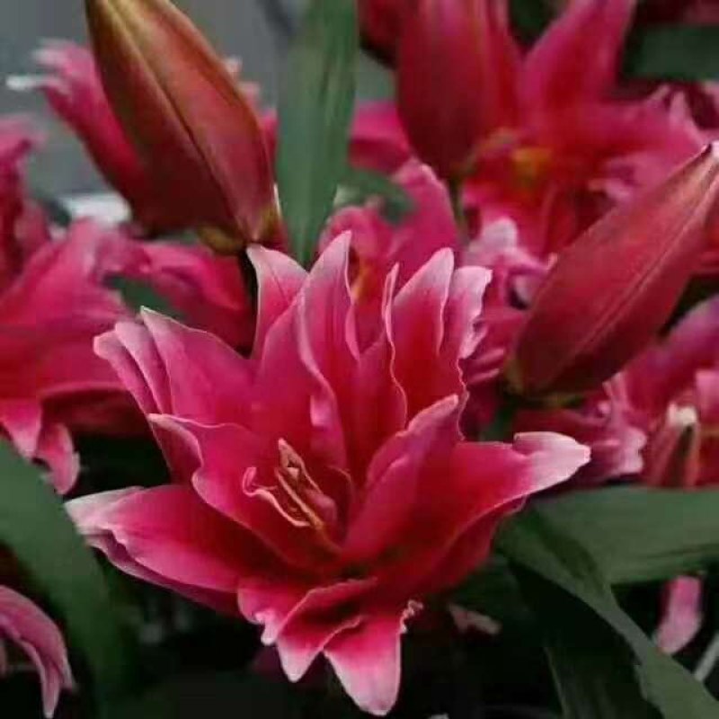 优质百合花