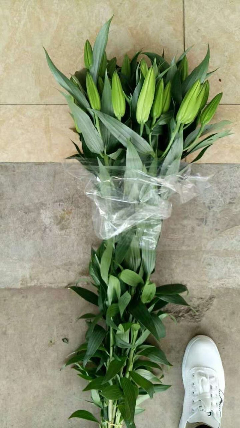 优质百合花