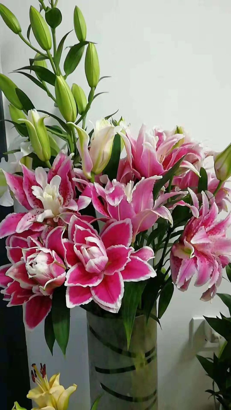 优质百合花