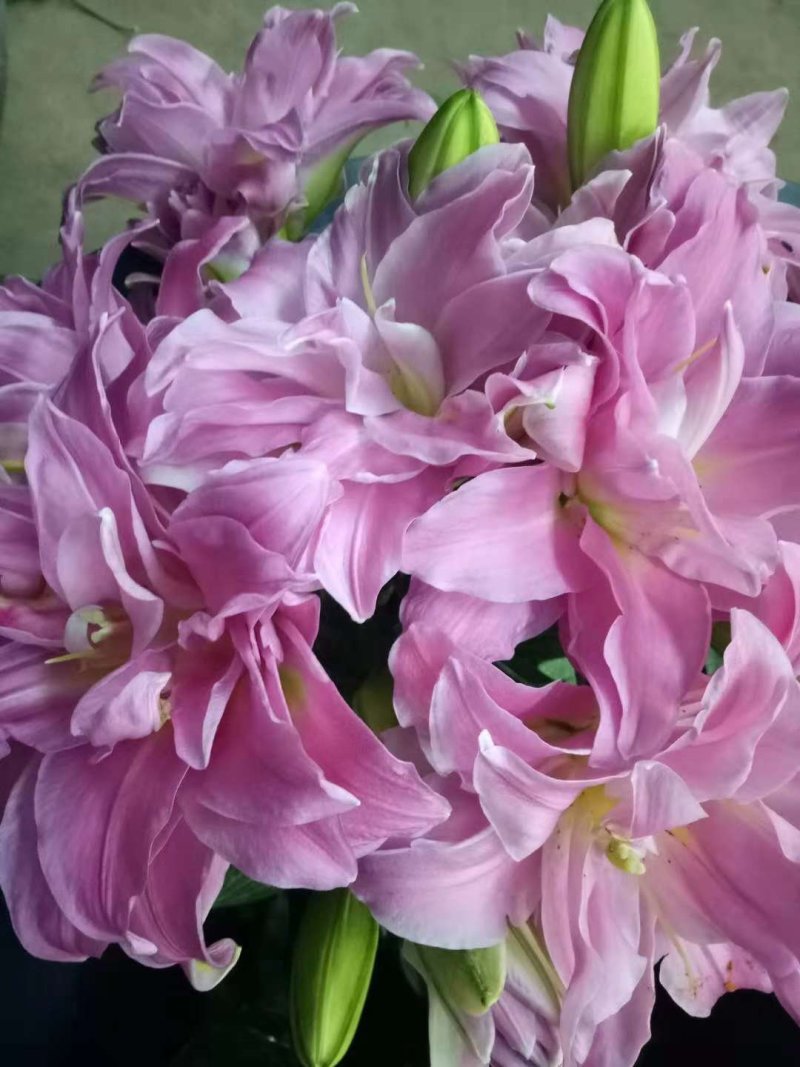 优质百合花