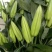 优质百合花