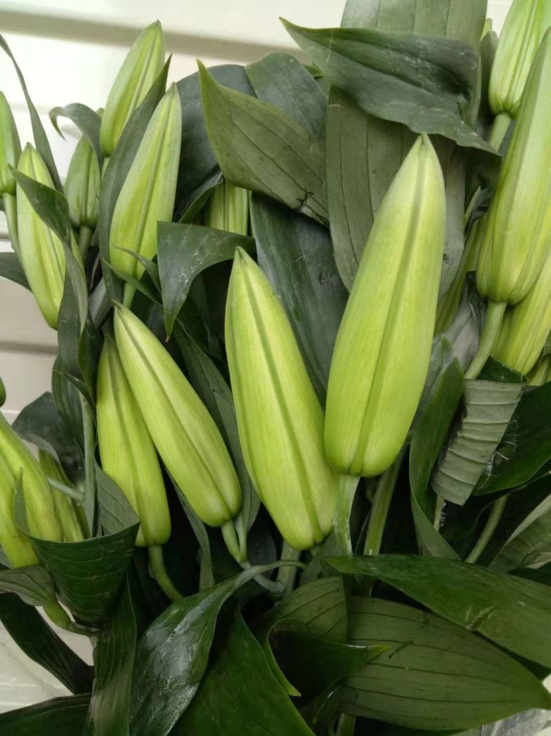 优质百合花