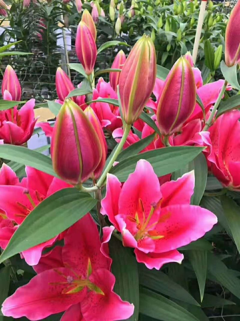 优质百合花