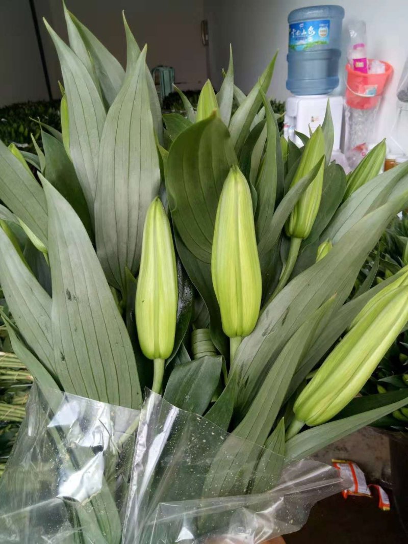 优质百合花