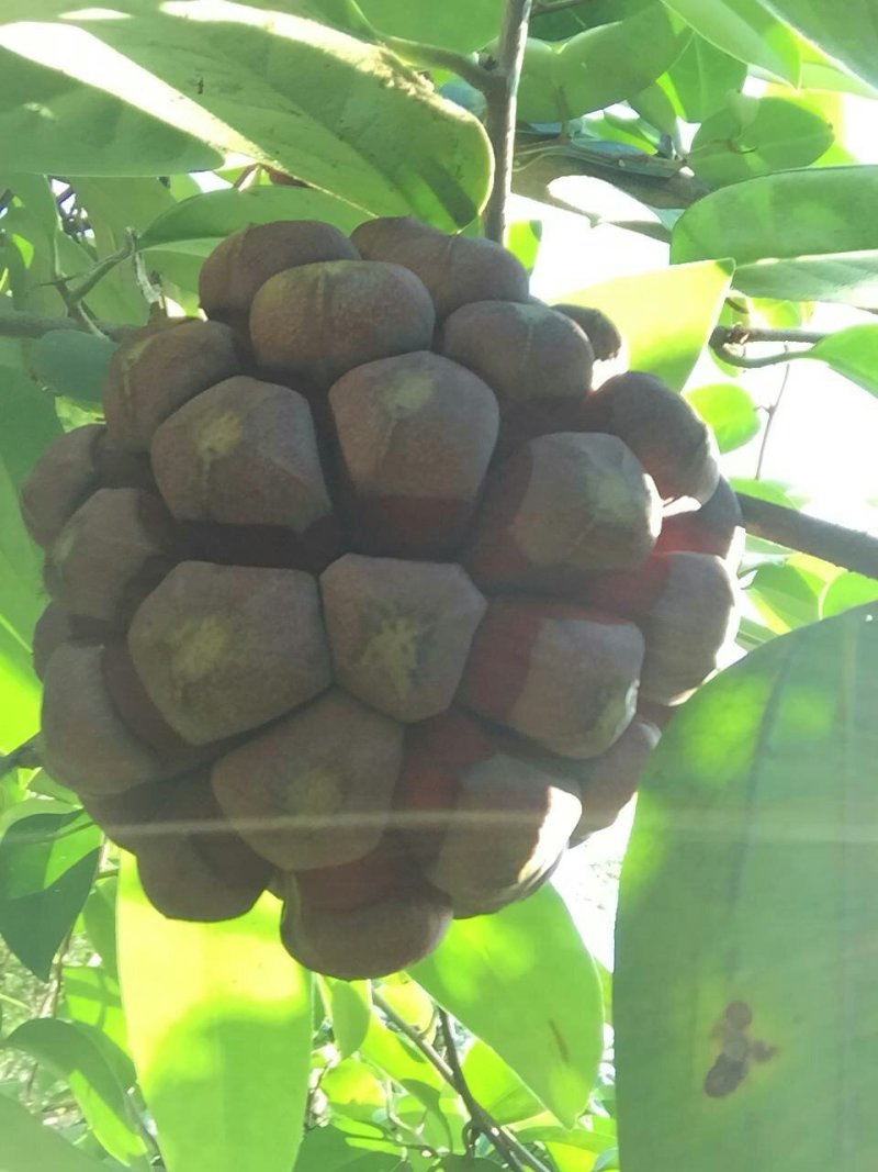 布福娜