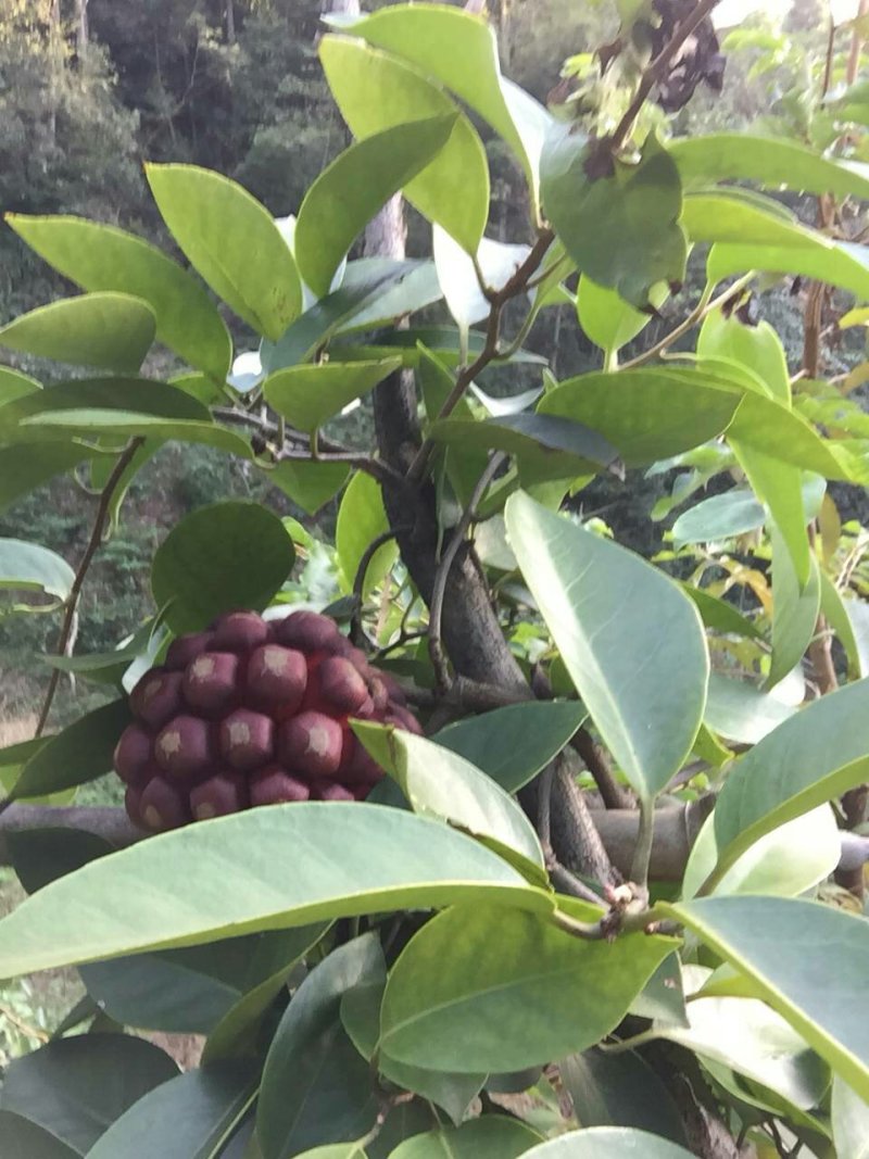 布福娜