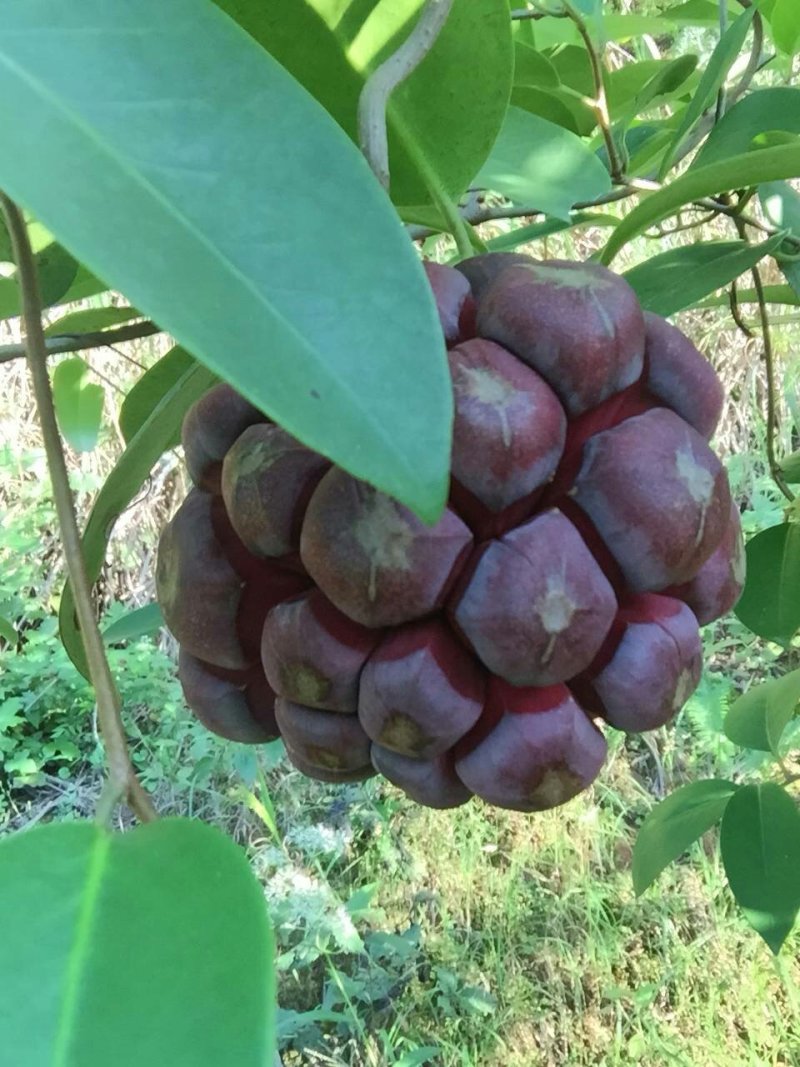 布福娜