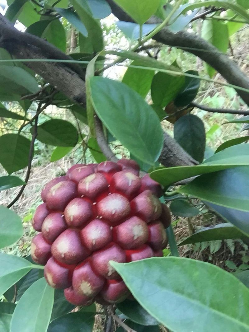布福娜