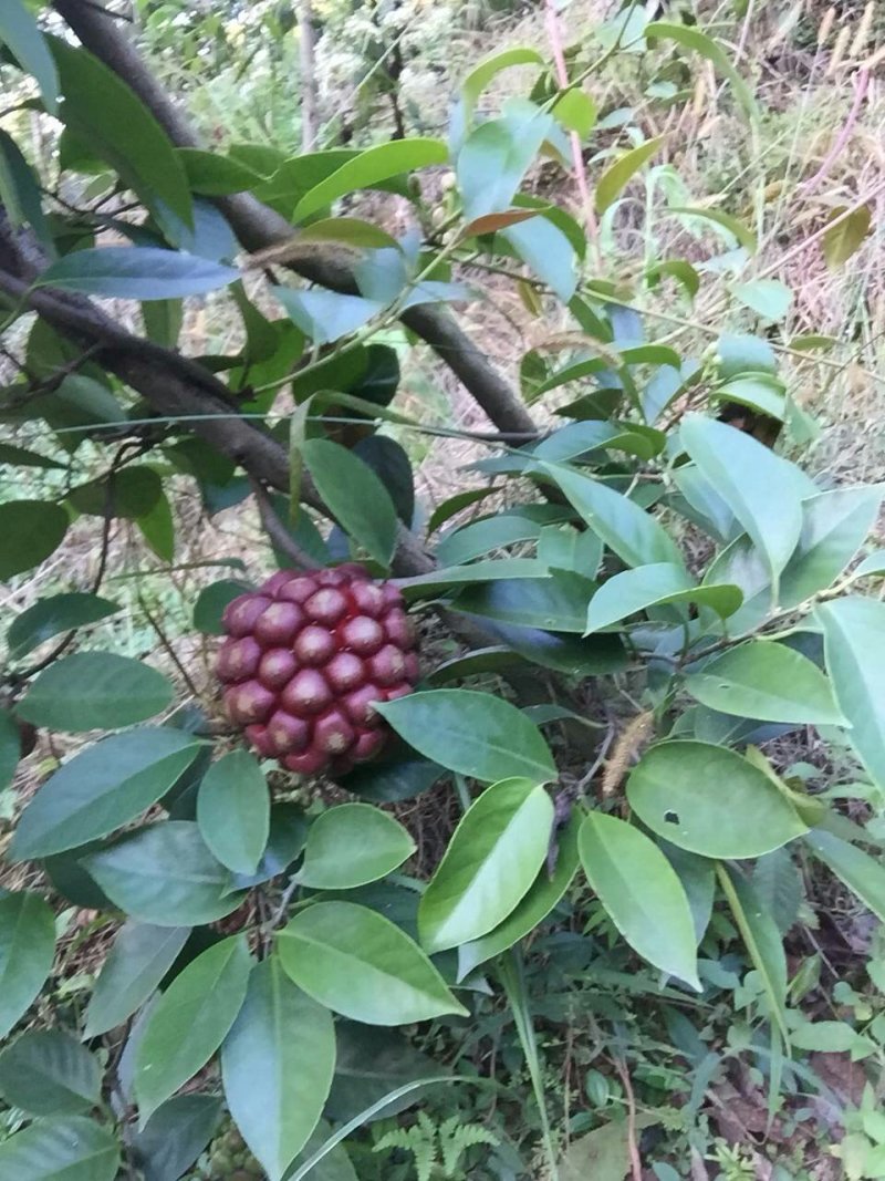 布福娜