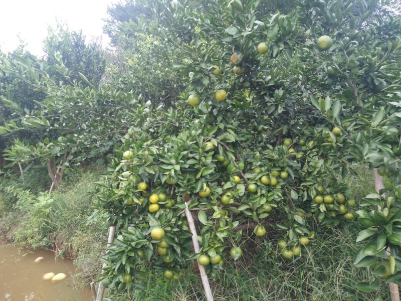 特早蜜橘