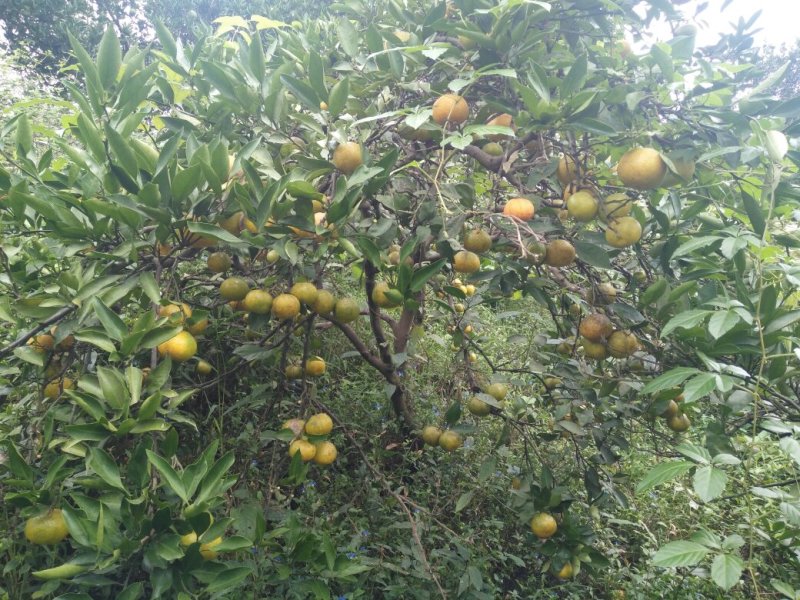 特早蜜橘