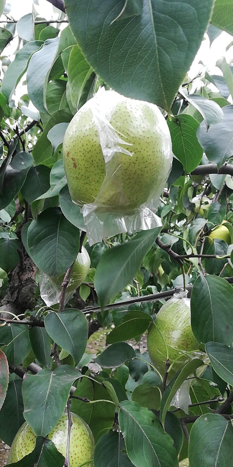 雪花梨