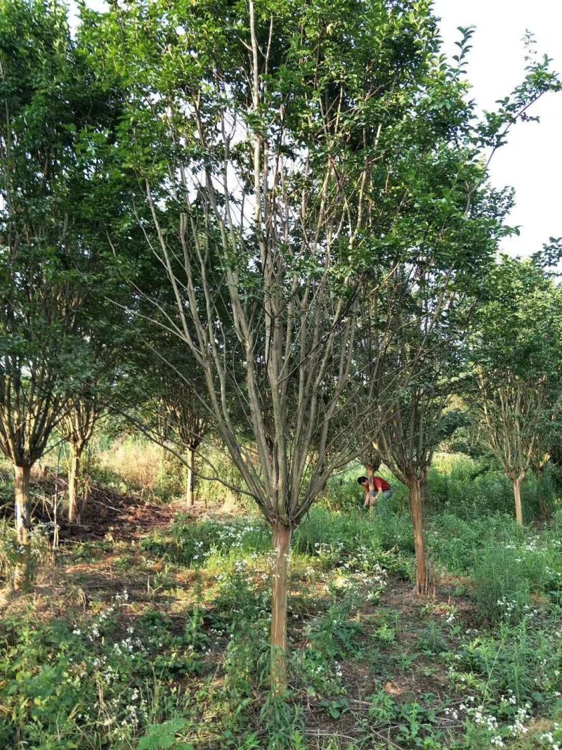 地径12公分紫薇分枝点一米品质优良价格实惠
