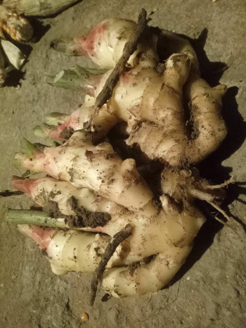 生姜新姜马上上市，有需要的抓紧联系，最后一个星期时间。