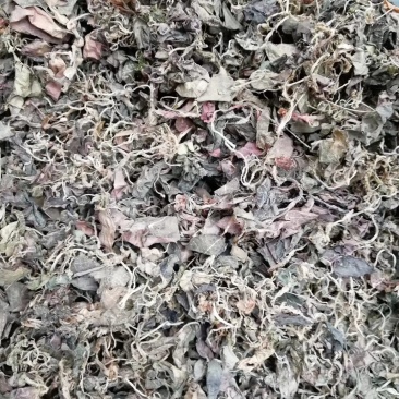 金线莲干货