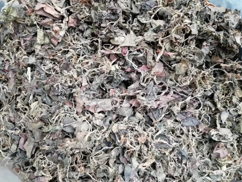 金线莲干货