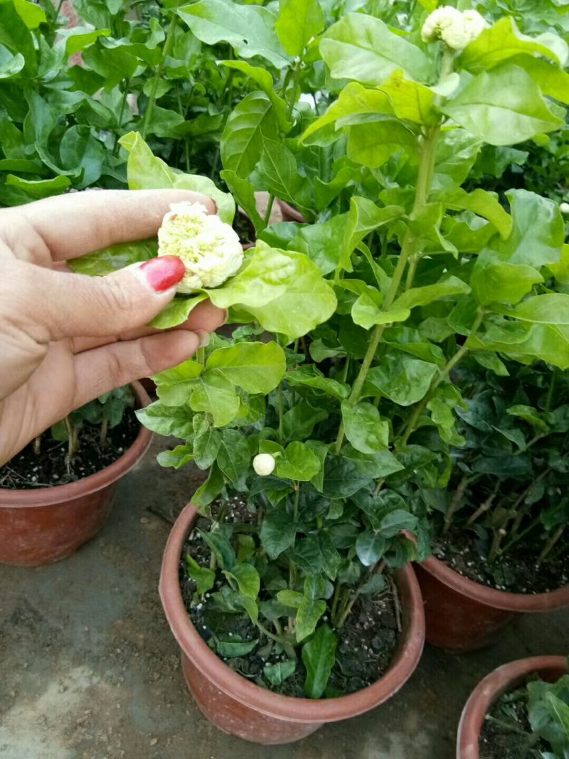 仙客来和虎头茉莉花