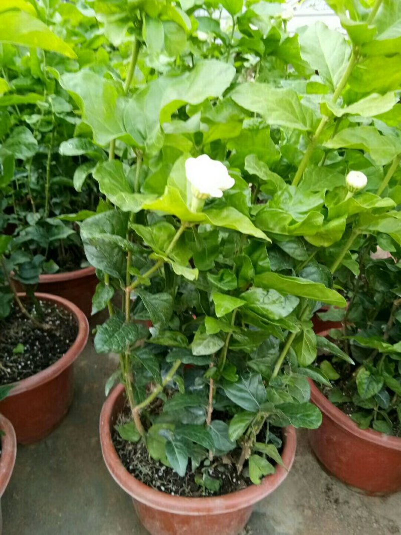仙客来和虎头茉莉花