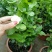 仙客来和虎头茉莉花