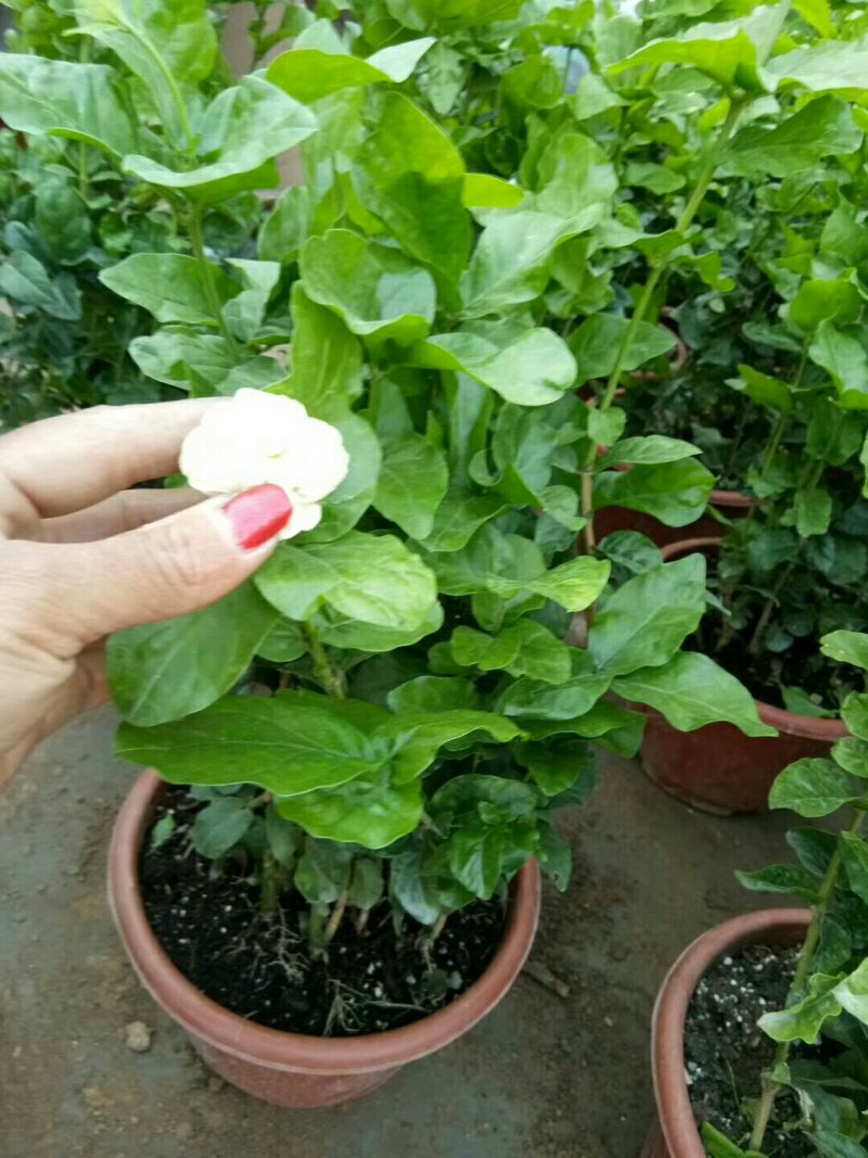 仙客来和虎头茉莉花