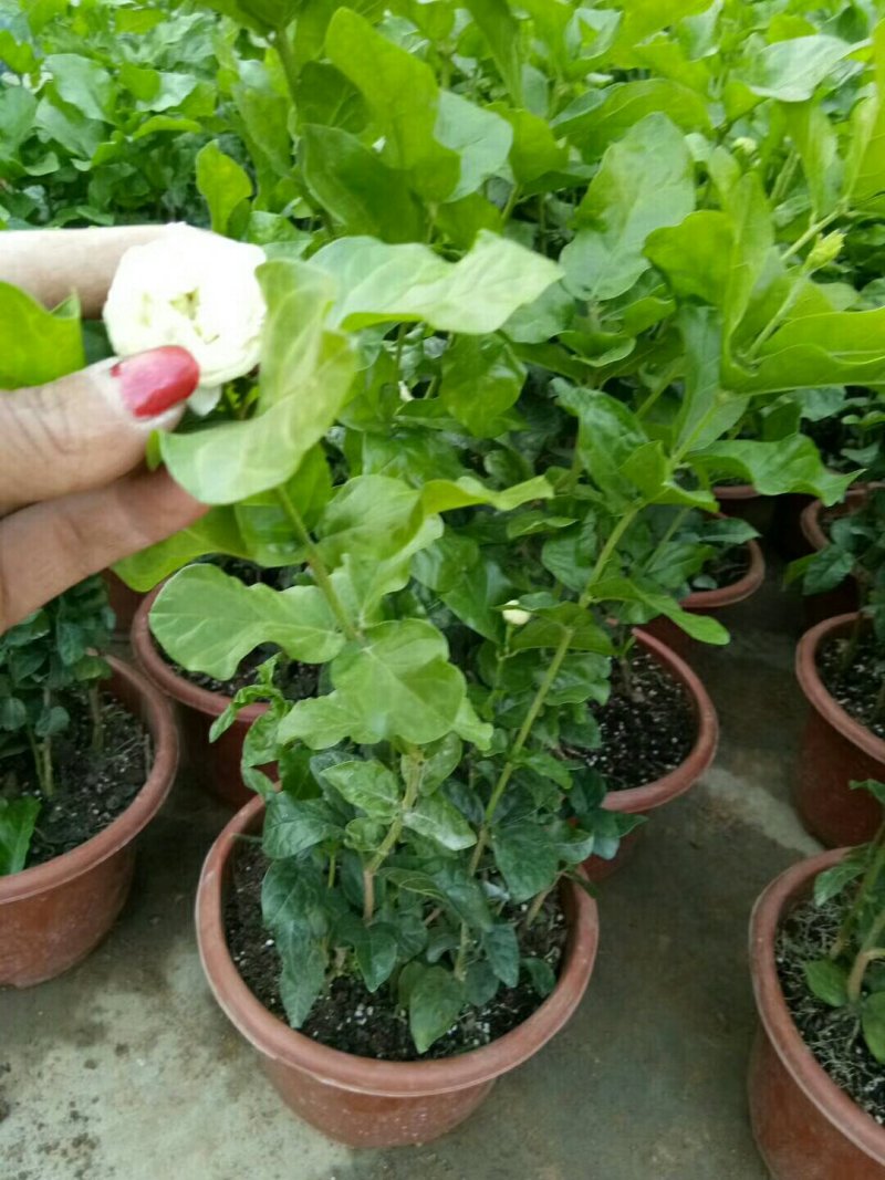 仙客来和虎头茉莉花