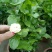 仙客来和虎头茉莉花