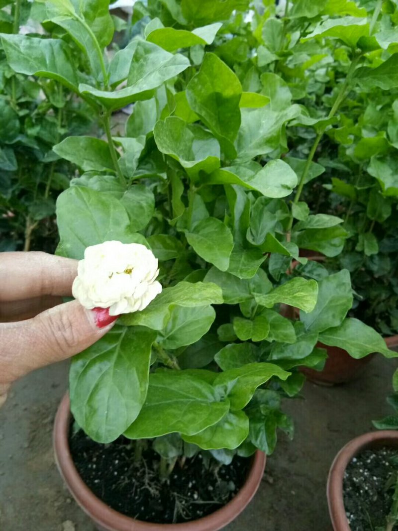 仙客来和虎头茉莉花