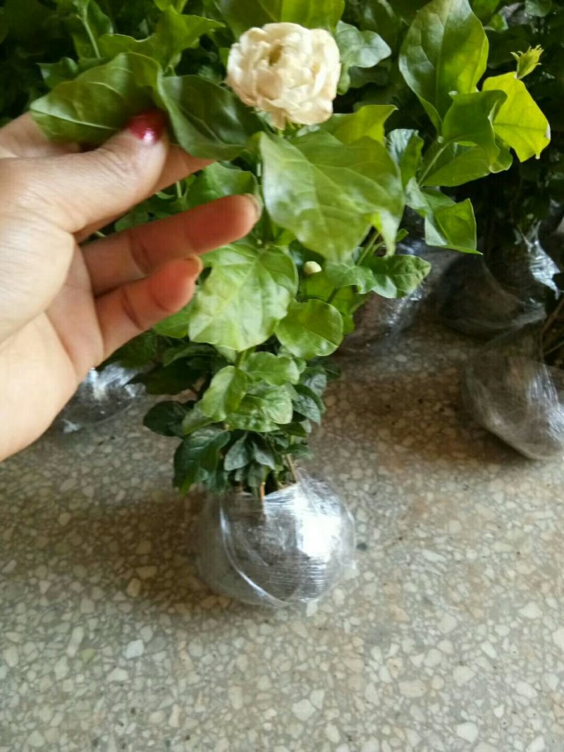 仙客来和虎头茉莉花