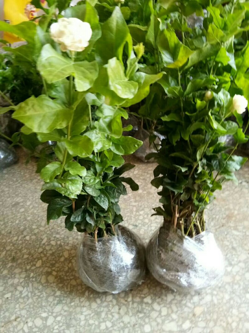 仙客来和虎头茉莉花