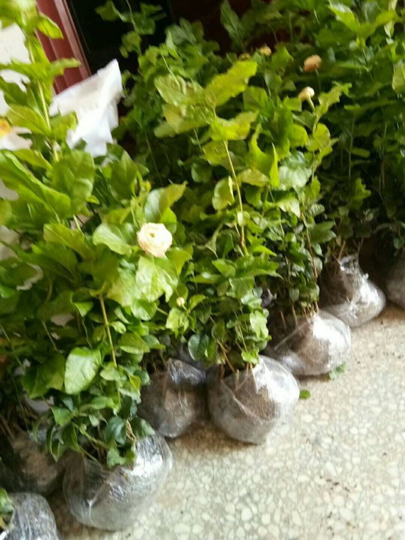 仙客来和虎头茉莉花