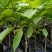 大量批发台湾凤梨释迦苗，番茄枝苗，